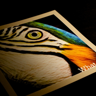 Avian Color card