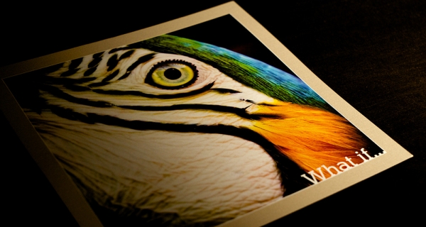 Avian Color card